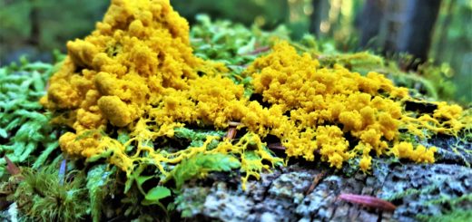 yellow fungi on log