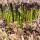 Asparagus